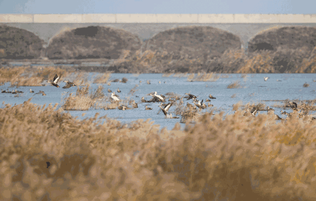 Migratory bird Receiving SMS — The platform uses virtual numbers to receive SMS messages online. It supports virtual numbers for popular services such as Telegram, WhatsApp, TikTok, and OpenAI, offering fast SMS delivery, low prices, and secure and reliable service.